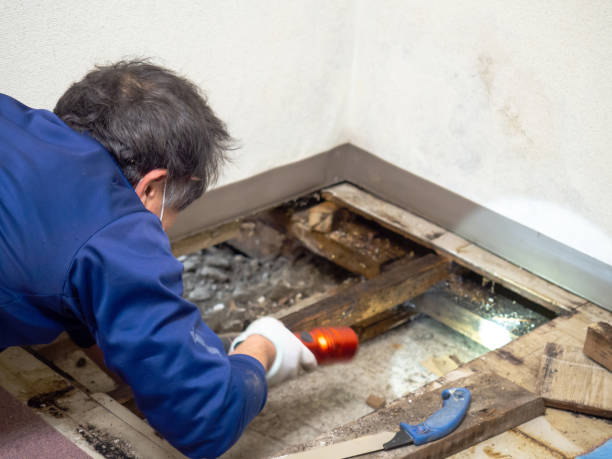 Best Industrial Mold Remediation in USA